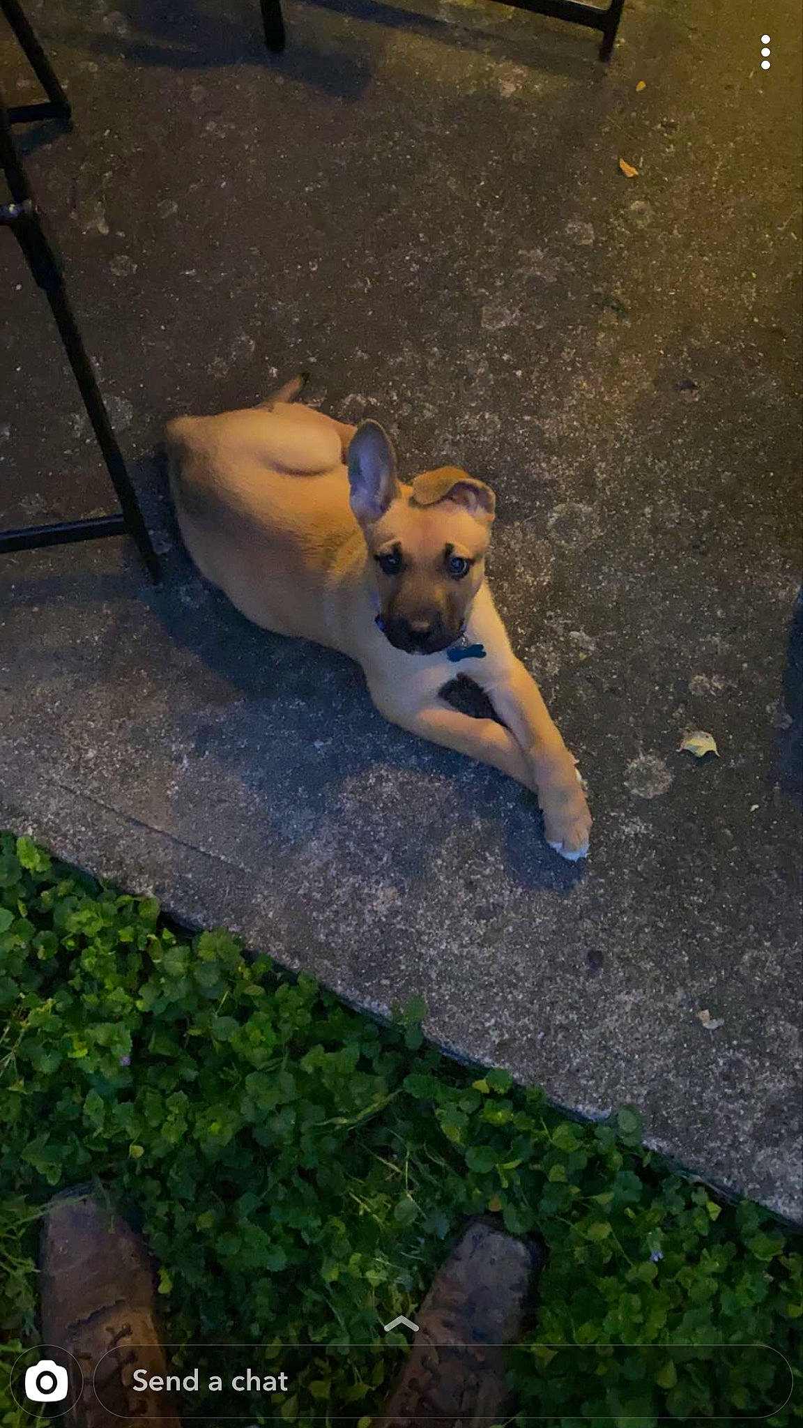 Crue is registered to the contest to win money with this photo: black_mouth_cur, boerboel, canidae, carnivore, dog, dog_breed, fawn, puggle, sporting_group