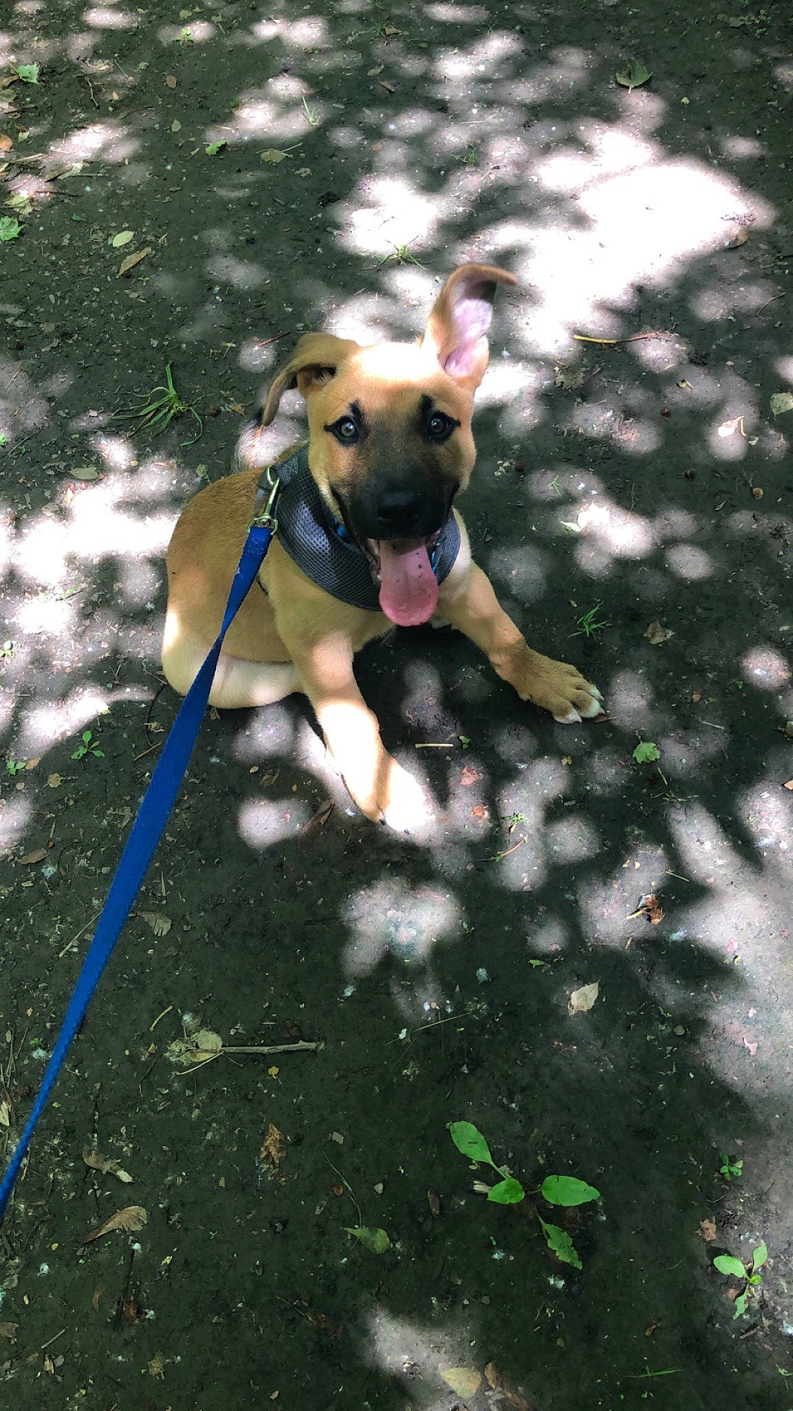 Crue joined the competition — help win amazing prizes! black_mouth_cur, canidae, carnivore, dog, dog_breed, fawn, mammal, potcake_dog, snout