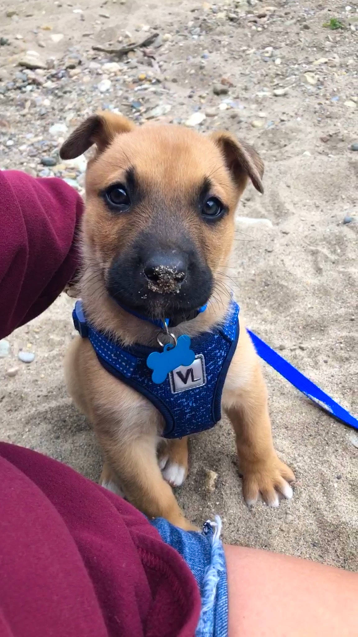 Crue joined the competition — help win amazing prizes! black_mouth_cur, canidae, carnivore, dog, dog_breed, fawn, feist, mammal, mountain_cur, potcake_dog, puppy, rare_breed_dog, snout, sporting_group, vertebrate