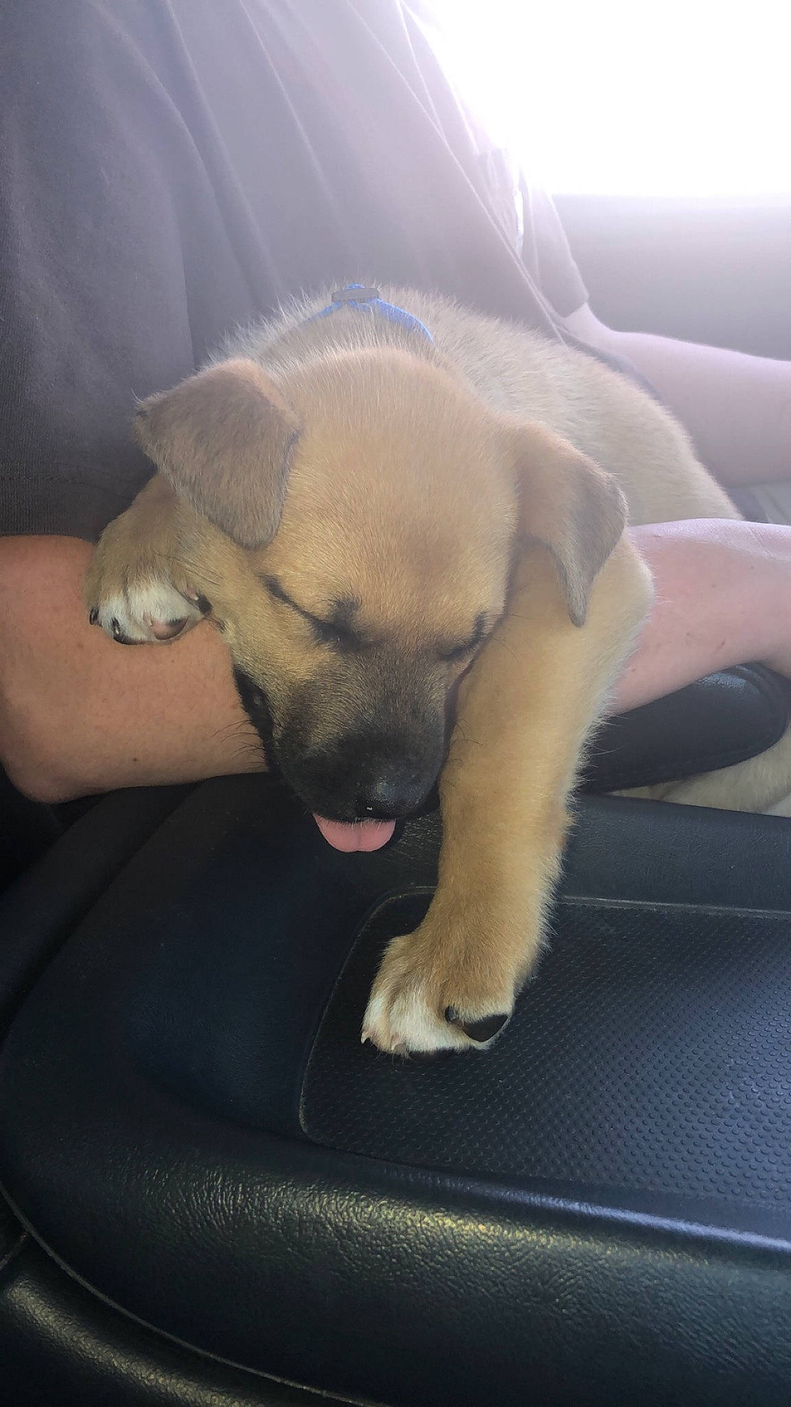 Crue is registered to the contest to win money with this photo: black_mouth_cur, boerboel, bullmastiff, canidae, carnivore, dog, dog_breed, fawn, mammal, puppy, snout, sporting_group