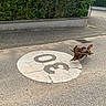 animal, brown_dog, dachshund, daylight, dog, energetic, fence, greenery, mid_air, motion, outdoor, pavement, pet, playful, road_marking, running, sidewalk, speed_limit_sign, stick, street