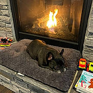 Lucy is registered to the contest to win money with this photo: dog, french_bulldog, fireplace, fire, cushion, stone_wall, toy, children_toy, book, christmas_book, floor, indoor, pet, resting, cozy, warm, holiday, decor, black_dog, relaxing