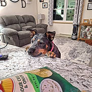 Willow is registered to the contest to win money with this photo: air_purifier, chip_bag, collar, couch, countertop, curtain, decor, dog, floor, interior, lamp, living_room, marble_counter, paw, pet, photo_frame, remote_control, rug, snack, window