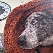 Zoo joined the competition — help win amazing prizes! blanket, blue_eye, clock, close_up, couch, cozy, dog, eye, fur, home_interior, indoor, nose, pet, portrait, resting, snout, soft_texture, speckled_fur, wall, whiskers