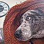 blanket, blue_eye, clock, close_up, couch, cozy, dog, eye, fur, home_interior, indoor, nose, pet, portrait, resting, snout, soft_texture, speckled_fur, wall, whiskers