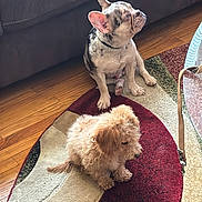 Rolo is registered to the contest to win money with this photo: dog, puppy, indoor, living_room, rug, wood_floor, furniture, curly_fur, spotted_coat, pet, cute, sitting, small_dog, companion, domestic_animal, home, relaxing, flooring, brown, white