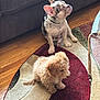 dog, puppy, indoor, living_room, rug, wood_floor, furniture, curly_fur, spotted_coat, pet, cute, sitting, small_dog, companion, domestic_animal, home, relaxing, flooring, brown, white