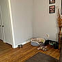 dog, pet_bed, wooden_floor, food_bowl, water_bowl, corner, wall, door, plant_vase, flooring, indoor, resting, relaxation, brown, gray, furniture, photography, home, animal, cozy