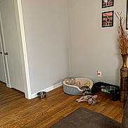 Gucci joined the competition — help win amazing prizes! dog, pet_bed, wooden_floor, food_bowl, water_bowl, corner, wall, door, plant_vase, flooring, indoor, resting, relaxation, brown, gray, furniture, photography, home, animal, cozy