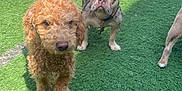 Gucci is registered to the contest to win money with this photo: dog, curly_hair, french_bulldog, grass, outdoor, sunlight, animal, pet, canine, playing, group, walking, relaxing, fur, collar, daylight, snout, ears, tail, park