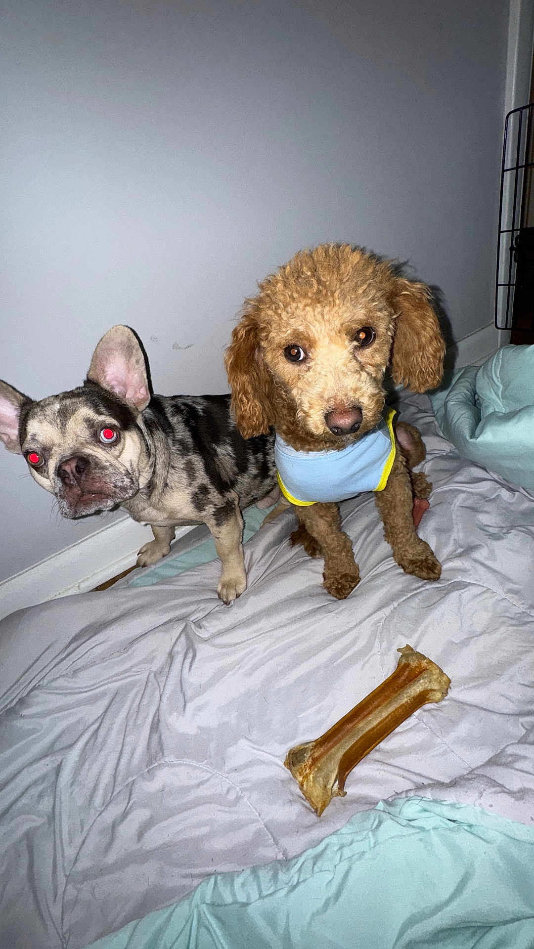 Gucci is registered to the contest to win money with this photo: dog, french_bulldog, curly_dog, bed, blanket, bone, indoor, pet, animal, canine, fur, cute, looking, wall, floor, paw, collar, clothing, resting, domestic