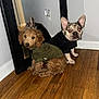 Gucci joined the competition — help win amazing prizes! dog, mirror, wooden_floor, indoor, pet_clothing, french_bulldog, poodle, reflection, brown, black, small_dog, cute, sitting, curious, wall, home, flooring, fur, ears, portrait