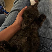 Lucki joined the competition — help win amazing prizes! kitten, cat, sleeping, hand, lap, denim, jeans, person, indoor, cozy, furry, pet, animal, resting, cute, black_fur, soft, relaxing, tender, comfort