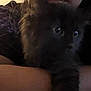 Lucki is registered to the contest to win money with this photo: kitten, black_cat, pet, animal, furry, close_up, indoor, dark, person, holding, cute, eyes, face_obscured, feline, soft, warm, cozy, companion, snuggle, shadow