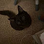 Lucki joined the competition — help win amazing prizes! cat, black_cat, carpet, floor, indoor, pet, animal, feline, curious, looking_up, whiskers, tail, domestic_animal, chair_leg, cable, footwear, shadow, soft_fur, cute, cozy