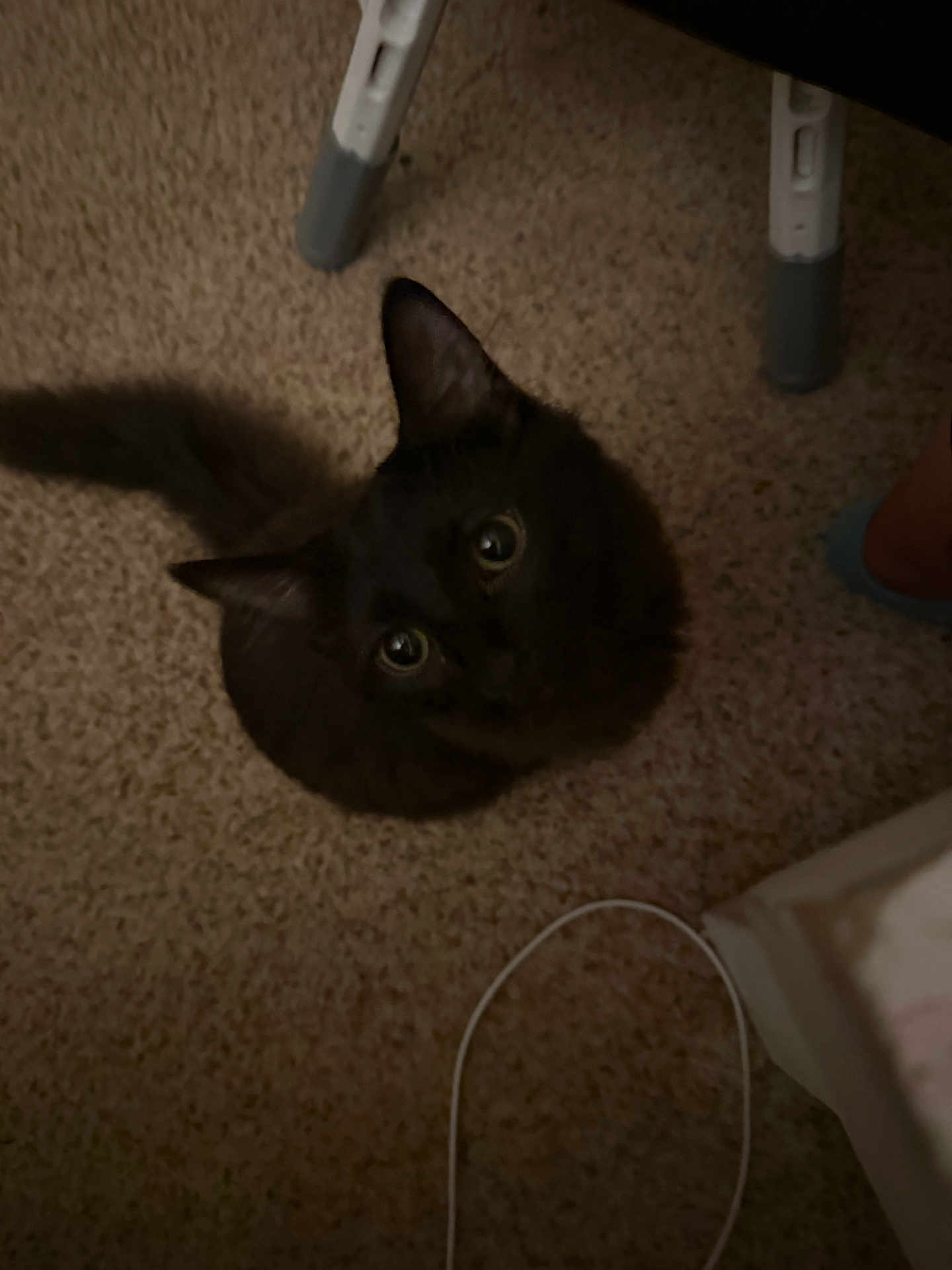 Lucki joined the competition — help win amazing prizes! cat, black_cat, carpet, floor, indoor, pet, animal, feline, curious, looking_up, whiskers, tail, domestic_animal, chair_leg, cable, footwear, shadow, soft_fur, cute, cozy