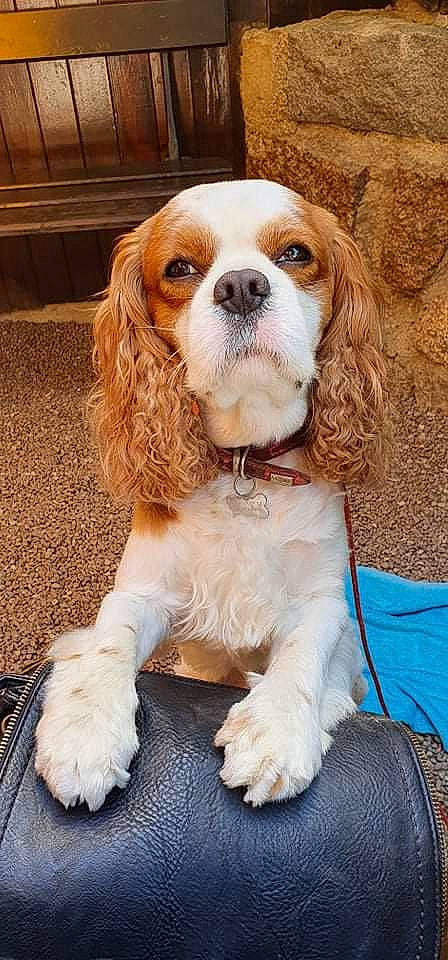 Locky participe au concours pour gagner de l'argent avec cette photo : canidae, carnivore, cavalier_king_charles_spaniel, companion_dog, dog, dog_breed, dog_supply, fawn, fur, king_charles_spaniel, liver, snout, spaniel, sporting_group, toy_dog