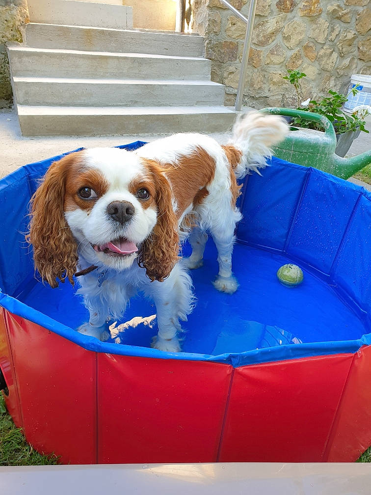 Locky a rejoint le concours — aidez-le/la à gagner de superbes lots ! canidae, carnivore, chair, collar, companion_dog, dog, dog_breed, dog_supply, gun_dog, leisure, liver, outdoor_furniture, pet_supply, plant, recreation, rectangle, sporting_group, toy_dog, wheel, working_animal