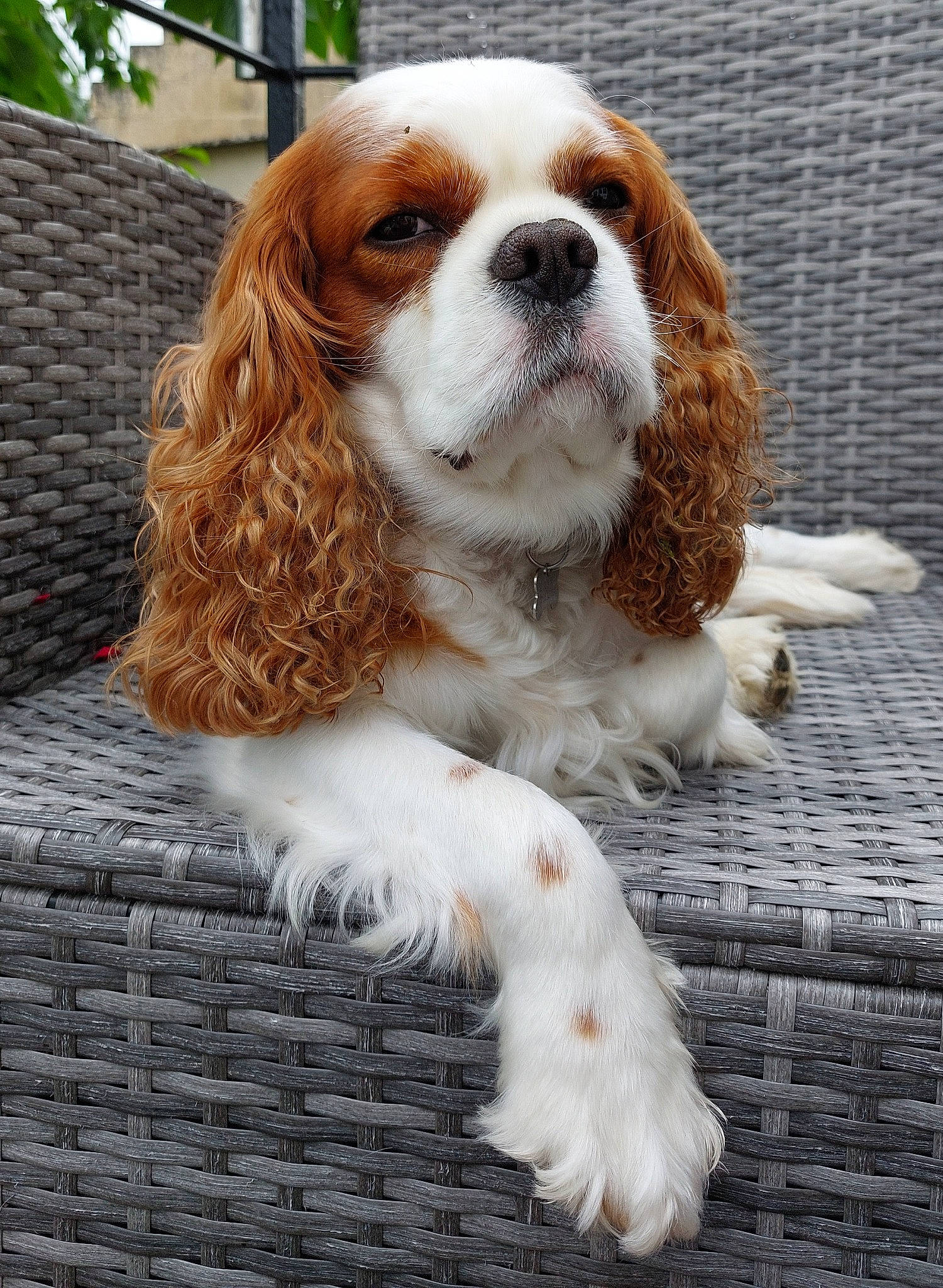 Locky a rejoint le concours — aidez-le/la à gagner de superbes lots ! canidae, carnivore, cavalier_king_charles_spaniel, companion_dog, dog, dog_breed, dog_supply, fawn, fur, king_charles_spaniel, liver, snout, spaniel, sporting_group, terrestrial_animal, toy_dog, whiskers, windshield