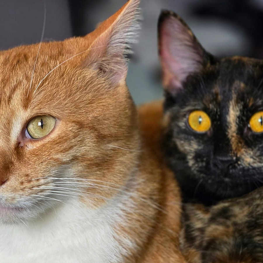 Tango Et Xéna participe au concours pour gagner de l'argent avec cette photo : abyssinian, angora, animal, blackcat, brasssection, cat, egyptiancat, horn, kitten, manx, musicalinstrument, pet, siamese, snout