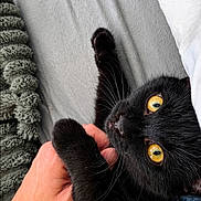Shadow a rejoint le concours — aidez-le/la à gagner de superbes lots ! black_cat, cat, pet, feline, golden_eyes, yellow_eyes, whiskers, fur, lying_down, upside_down, belly_rub, human_hand, cuddling, bed, blanket, pillow, indoor, cozy, portrait, close_up