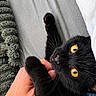 black_cat, cat, pet, feline, golden_eyes, yellow_eyes, whiskers, fur, lying_down, upside_down, belly_rub, human_hand, cuddling, bed, blanket, pillow, indoor, cozy, portrait, close_up