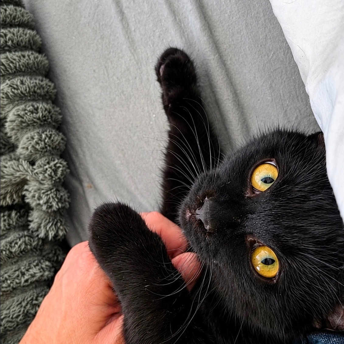Shadow a rejoint le concours — aidez-le/la à gagner de superbes lots ! black_cat, cat, pet, feline, golden_eyes, yellow_eyes, whiskers, fur, lying_down, upside_down, belly_rub, human_hand, cuddling, bed, blanket, pillow, indoor, cozy, portrait, close_up