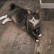 Snowbel participe au concours pour gagner de l'argent avec cette photo : animal, cat, cozy, curious_eyes, cute, domestic_cat, feline, flooring, fluffy, fur, gray_cat, home, indoor, laying_down, pet, portrait, relaxed, whiskers, white_paws, wooden_floor