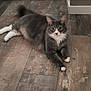 animal, cat, cozy, curious_eyes, cute, domestic_cat, feline, flooring, fluffy, fur, gray_cat, home, indoor, laying_down, pet, portrait, relaxed, whiskers, white_paws, wooden_floor