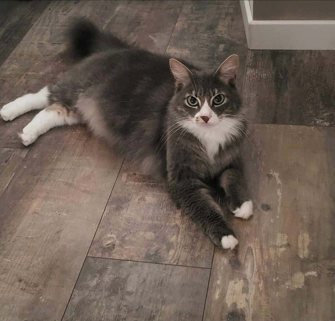 Snowbel participe au concours pour gagner de l'argent avec cette photo : animal, cat, cozy, curious_eyes, cute, domestic_cat, feline, flooring, fluffy, fur, gray_cat, home, indoor, laying_down, pet, portrait, relaxed, whiskers, white_paws, wooden_floor