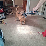 Prickjames is registered to the contest to win money with this photo: animal, cabinet, carpet, dog, doorway, fan, foot, furniture, hand, home, indoor, living_room, person, pet, photograph, playing, rope, toy, tug_of_war, wall_art