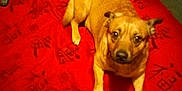 Prickjames joined the competition — help win amazing prizes! animal, blanket, brown, carpet, casual, comfort, cozy, dog, fur, home, indoor, laying, leg, looking, paw, person, pet, red, relaxed, resting