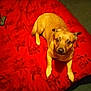 animal, blanket, brown, carpet, casual, comfort, cozy, dog, fur, home, indoor, laying, leg, looking, paw, person, pet, red, relaxed, resting