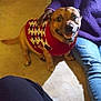 animal, argyle, carpet, casual_clothing, companion, cozy, dog, floor, friendship, happy, home, indoor, jeans, person, pet, purple_sweater, relaxed, seated, smiling_dog, sweater