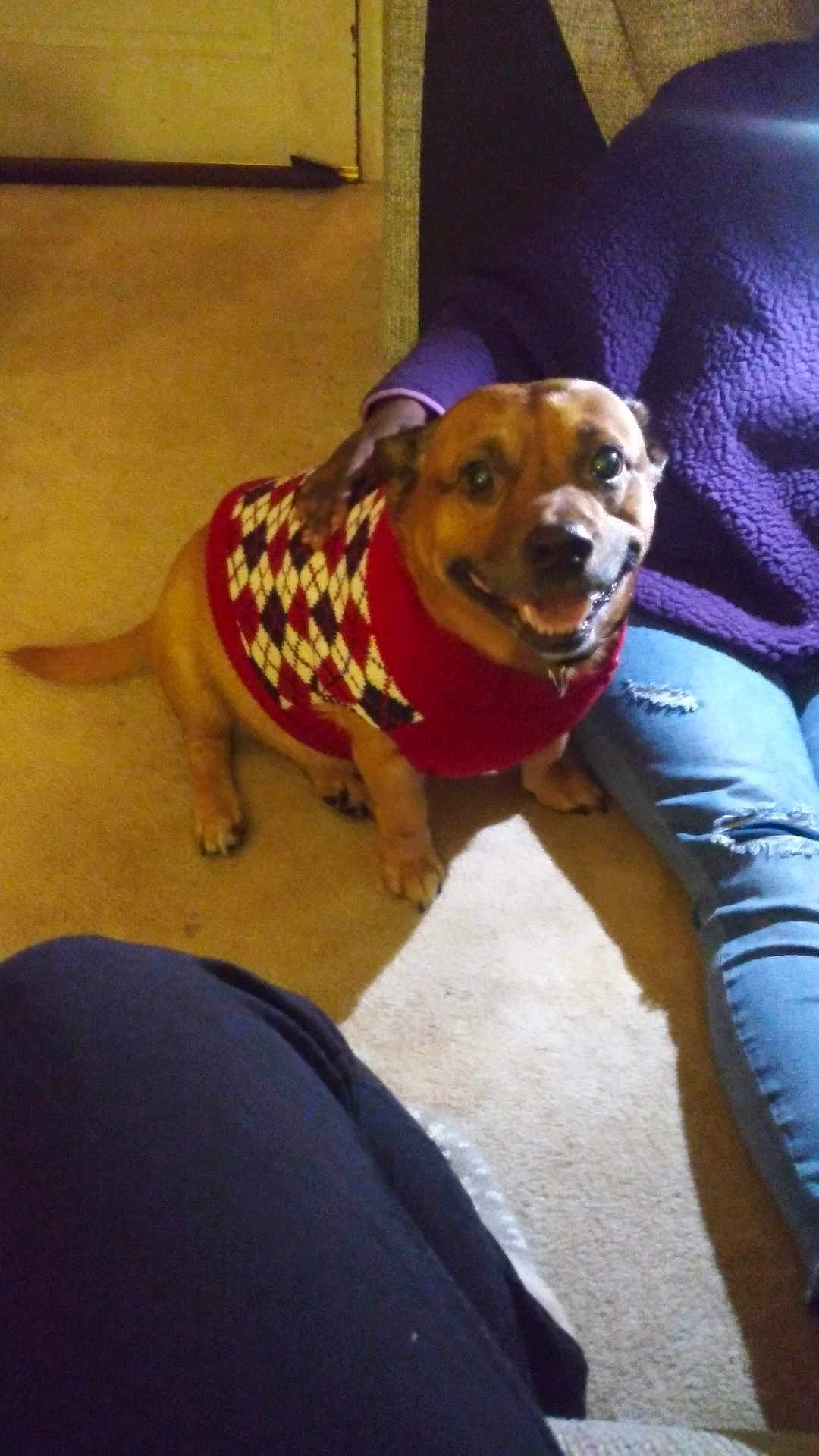 Prickjames joined the competition — help win amazing prizes! animal, argyle, carpet, casual_clothing, companion, cozy, dog, floor, friendship, happy, home, indoor, jeans, person, pet, purple_sweater, relaxed, seated, smiling_dog, sweater