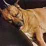 Prickjames joined the competition — help win amazing prizes! animal, brown_dog, canine, close_up, comfort, couch, dog, ear, face, fur, home, indoor, leather, nap, pet, relaxed, resting, sleeping, snout, tongue_out