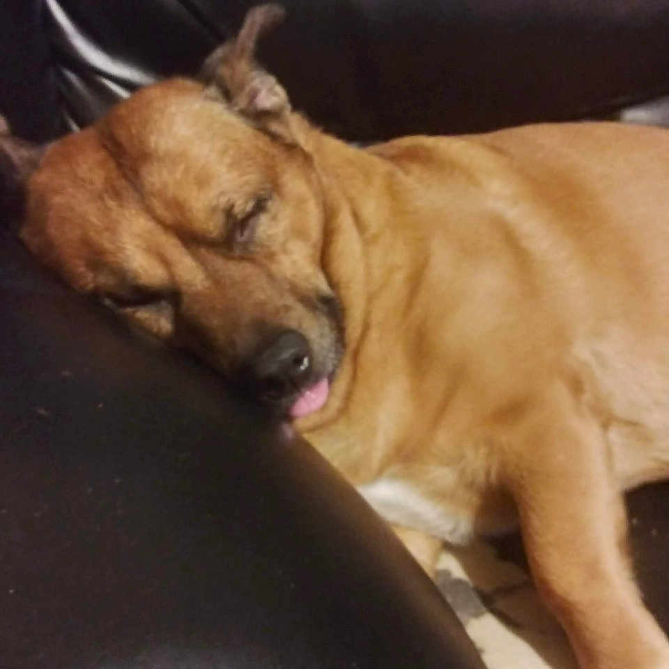 Prickjames joined the competition — help win amazing prizes! animal, brown_dog, canine, close_up, comfort, couch, dog, ear, face, fur, home, indoor, leather, nap, pet, relaxed, resting, sleeping, snout, tongue_out