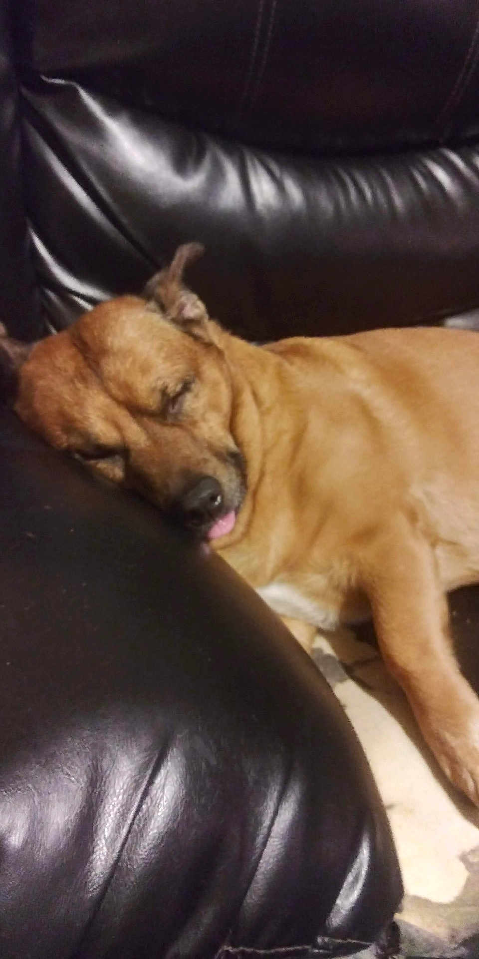 Prickjames joined the competition — help win amazing prizes! animal, brown_dog, canine, close_up, comfort, couch, dog, ear, face, fur, home, indoor, leather, nap, pet, relaxed, resting, sleeping, snout, tongue_out