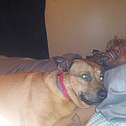 Prickjames joined the competition — help win amazing prizes! animal, bed, blanket, casual, collar, cozy, curtain, dog, face, furniture, human, indoor, man, pet, pillow, portrait, relaxation, resting, smile, tattoo