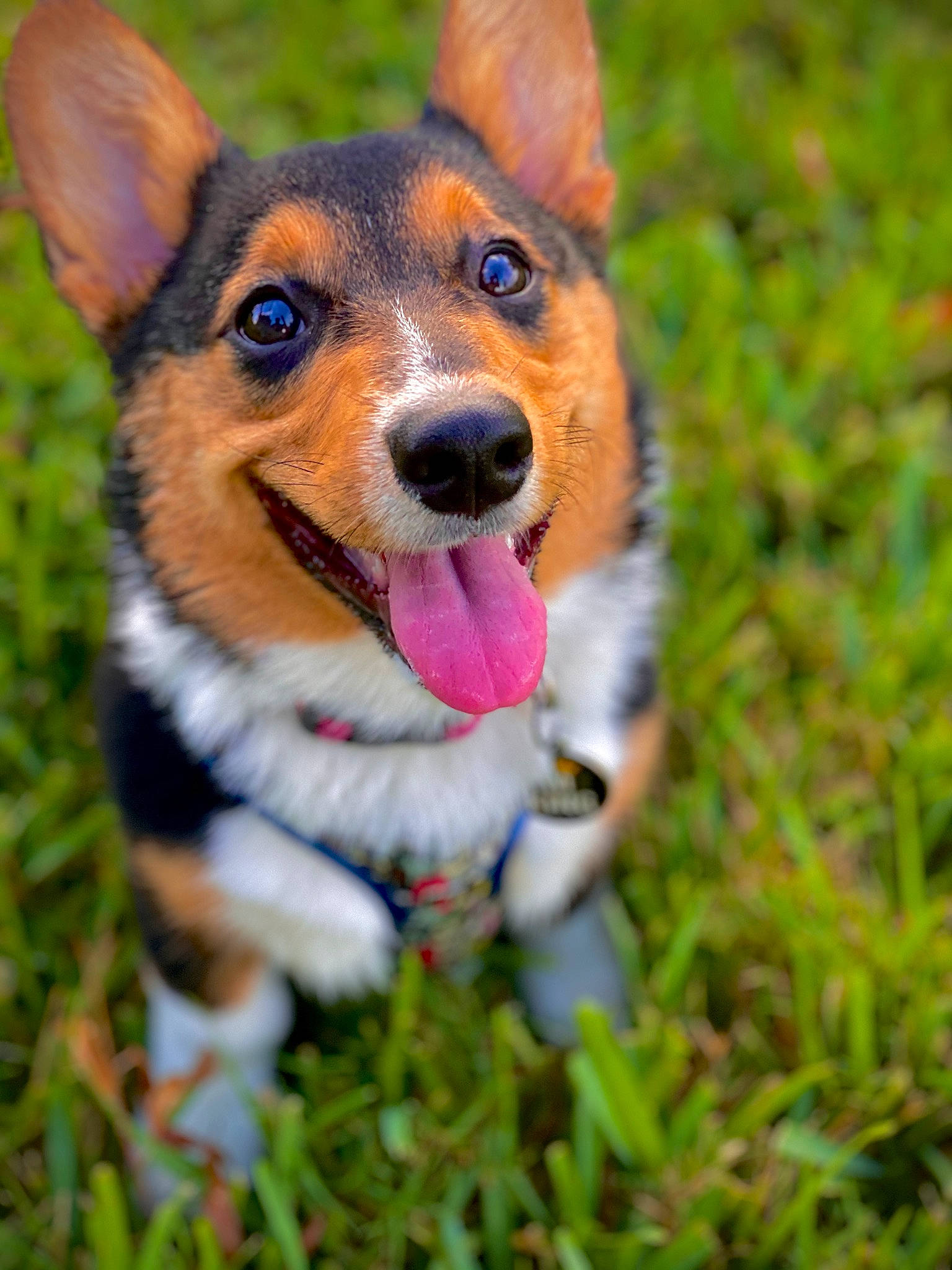 Kenai joined the competition — help win amazing prizes! canidae, carnivore, companion_dog, dog, dog_breed, fawn, fur, grass, plant, snout, terrestrial_animal, whiskers, wildlife, working_dog