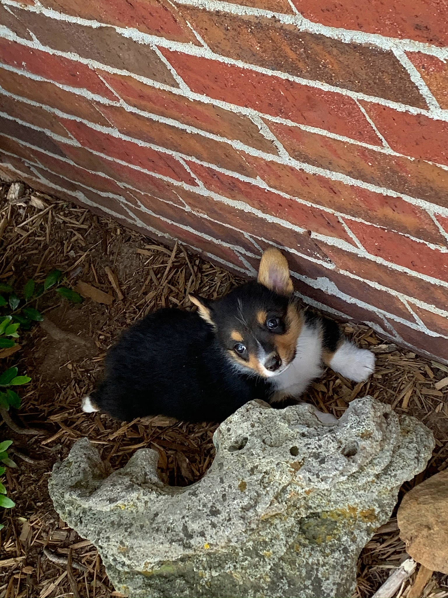 Kenai joined the competition — help win amazing prizes! brick, carnivore, cat, dog_breed, domestic_short_haired_cat, fawn, felidae, fur, grass, paw, plant, small_to_medium_sized_cats, snout, soil, tail, terrestrial_animal, vertebrate, whiskers, wildlife, wood