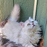 Precious is registered to the contest to win money with this photo: cat, white_cat, fluffy, long_hair, green_eyes, pink_nose, whiskers, pointed_ears, tail, paws, sitting, lying_down, indoor, wooden_background, green_wall, furry_bed, pet, animal_portrait, close_up, cute