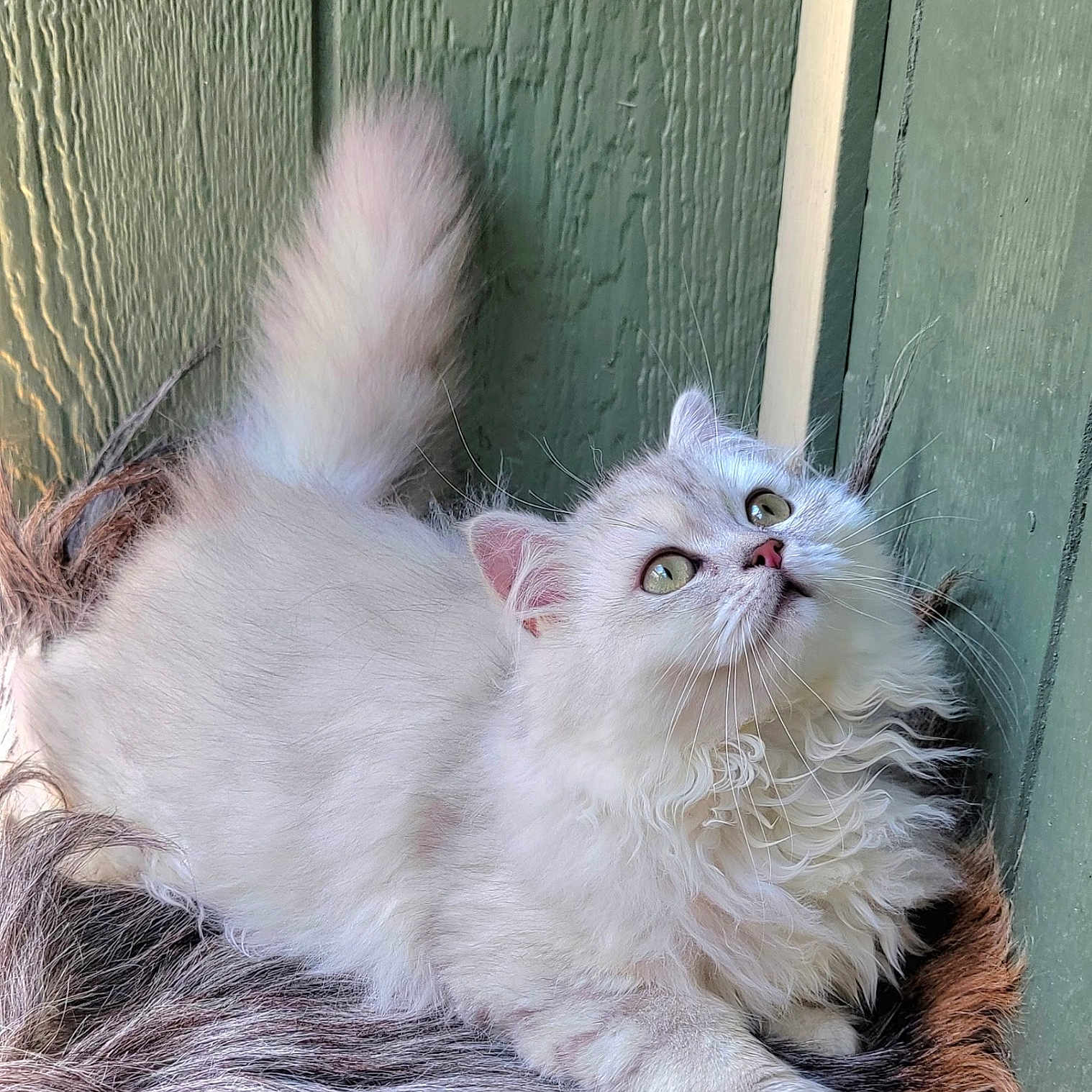 Precious is registered to the contest to win money with this photo: cat, white_cat, fluffy, long_hair, green_eyes, pink_nose, whiskers, pointed_ears, tail, paws, sitting, lying_down, indoor, wooden_background, green_wall, furry_bed, pet, animal_portrait, close_up, cute