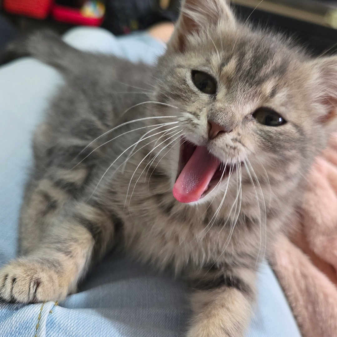 Yuna participe au concours pour gagner de l'argent avec cette photo : abyssinian, animal, bodypart, cat, clothing, computerhardware, couch, electronics, footwear, furniture, hardware, kitten, manx, monitor, mouth, person, pet, screen, shoe, tongue