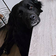 Olaf a rejoint le concours — aidez-le/la à gagner de superbes lots ! dog, black_dog, pet, animal, portrait, close_up, indoors, home, wood_floor, table, furniture, nose, eyes, ears, fur, lying_down, looking_at_camera, curious, cute, photography