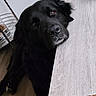 dog, black_dog, pet, animal, portrait, close_up, indoors, home, wood_floor, table, furniture, nose, eyes, ears, fur, lying_down, looking_at_camera, curious, cute, photography