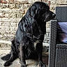 Olaf participe au concours pour gagner de l'argent avec cette photo : dog, black_dog, long_hair, floppy_ears, sitting, outdoor, brick_wall, patio, chair, wicker_furniture, portrait, pet, canine, fur, tail, paws, side_profile, calm, rustic, photography