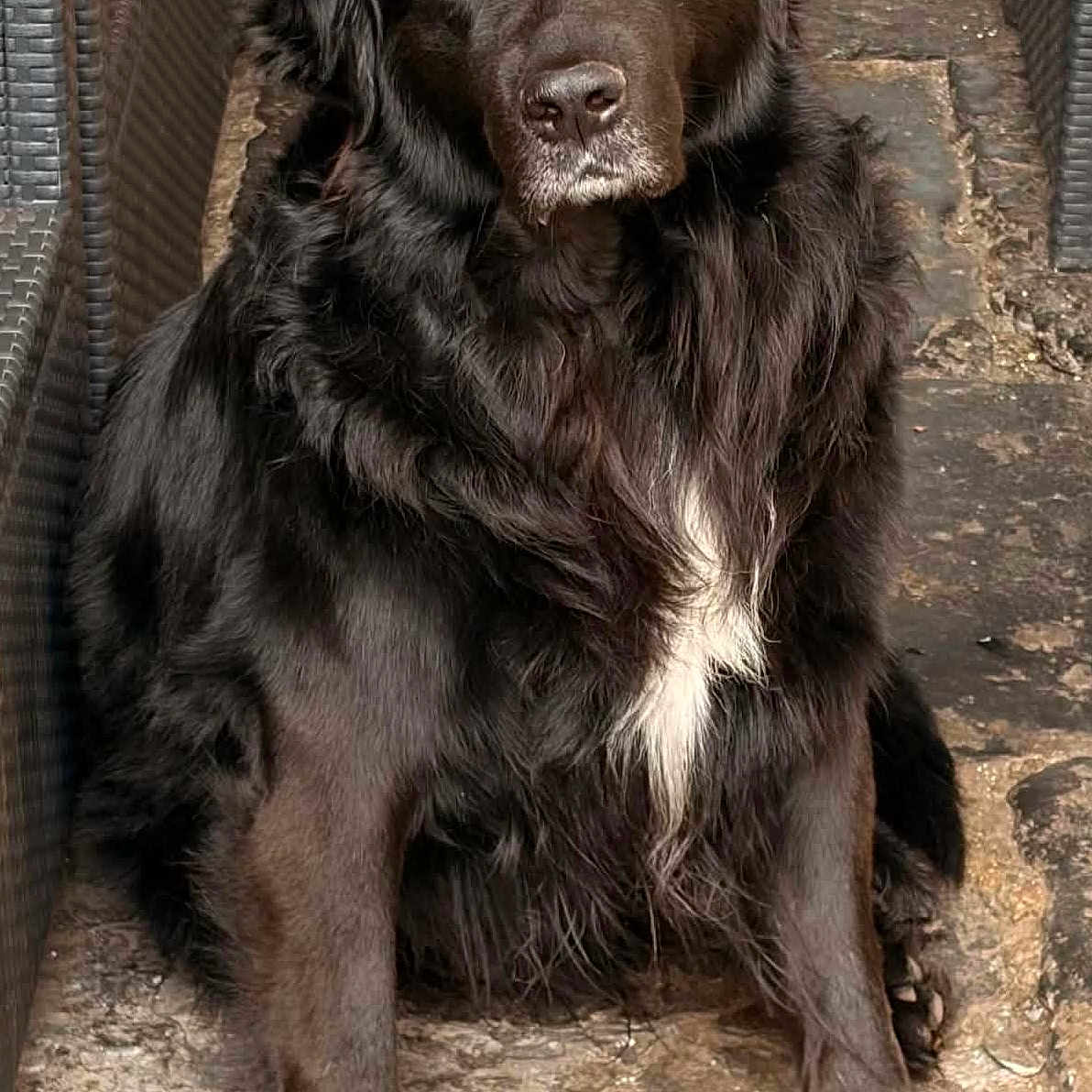 Olaf a rejoint le concours — aidez-le/la à gagner de superbes lots ! dog, black_dog, long_hair, fluffy, sitting, portrait, animal, pet, canine, brown_eyes, white_chest, glossy_coat, outdoor, patio, stone_floor, wicker_furniture, blue_container, front_view, calm, photography