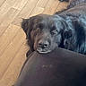 dog, black_dog, fluffy, long_hair, pet, animal, canine, face, eyes, nose, lying_down, resting, couch, furniture, wood_floor, indoors, home, portrait, closeup, cozy