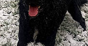 Olaf participe au concours pour gagner de l'argent avec cette photo : dog, black_dog, snow, snowy_ground, outdoor, winter, grass, animal, pet, portrait, standing, happy, open_mouth, tongue, fluffy_fur, wet_fur, snowflakes, yard, nature, playful